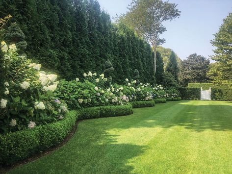 Hedge Around Patio, Backyard Tall Privacy Ideas, Curved Boxwood Hedge, Feature Tree Backyard, Hydrangea Fence Border, Hedges And Hydrangeas, Garden Hedge Design, Double Hedge Landscaping, English Hedge Garden