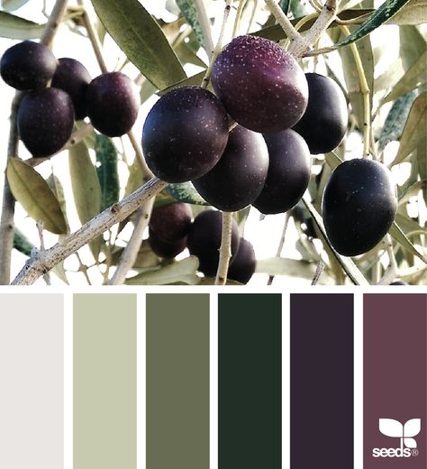 Color Concept, Design Seeds, Color Palette Design, Color Balance, Exterior Paint Colors, Paint Colors For Home, Olive Color, Olive Tree, Kitchen Colors