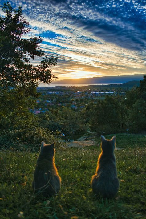 Cat And Sunset, Cat Sunset, Rome Streets, Cat Poses, Saltwater Crocodile, Adventure Cat, Mont Fuji, Great Grey Owl, Cat Watch