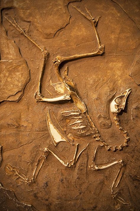 Fossil. Classical fossil view in exibition , #SPONSORED, #Classical, #Fossil, #fossil, #exibition, #view #ad Fossils Aesthetic, Prehistoric Aesthetic, Fossil Photography, Fossil Aesthetic, Paleontologist Aesthetic, Paleontology Aesthetic, Fossil Illustration, October Goals, Art Documentation