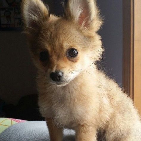 Pomchi Dogs, Chihuahua Mix Puppies, Pomeranian Chihuahua Mix, Pomeranian Chihuahua, Pomeranian Mix, Dog Mixes, Purebred Dogs, Chihuahua Love, Chihuahua Mix