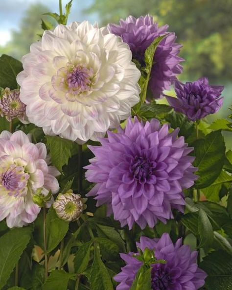 Purple Dahlia, Full Sun Plants, Dahlia Flower, Lavender Blue, Edible Garden, Summer Garden, Flower Pictures, Sarasota, Summer Flowers