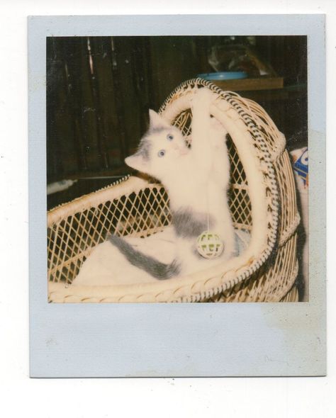 Kitten Playing, Photo Cat, Polaroid Photo, Vintage Polaroid, Polaroid Photos, Kittens Playing, Cat Icon, Wicker Basket, Pink Cat