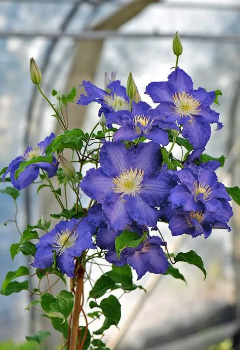 25 Types of Clematis To Grow | Best Clematis Varieties | Perennial Flowering Vines, Clematis Nelly Moser, Evergreen Clematis, Clematis Jackmanii, Clematis Varieties, Blue Clematis, Sweet Autumn Clematis, Autumn Clematis, Clematis Plants