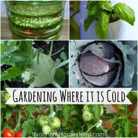 Gardening where it's cold (Zone 3) is different to warm zones. If you know the differences, you can grow lots of food where it is cold, too. Lots Of Food, Gardening Zones, Homestead Gardens, Organic Vegetable Garden, Garden Guide, Organic Gardening Tips, Gardening Advice, Garden Tips, Organic Vegetables