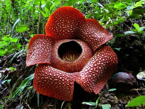 Rafflesia arnoldii (Corpse Flower) is a species of flowering plant noted for producing the largest individual flower on earth. The flower... Rafflesia Arnoldii, Corpse Flower, Endangered Plants, Plante Carnivore, Smelling Flowers, Strange Flowers, Beautiful Pink Flowers, Fotografi Alam Semula Jadi, Unusual Plants