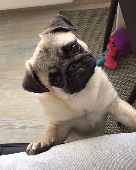 Dogs And Puppies Funny, Baby Animals Cute, Funny Pugs, Birds Cute, Cute Pug Puppies, Pug Dogs, Baby Pugs, Really Cute Dogs, Pug Puppies