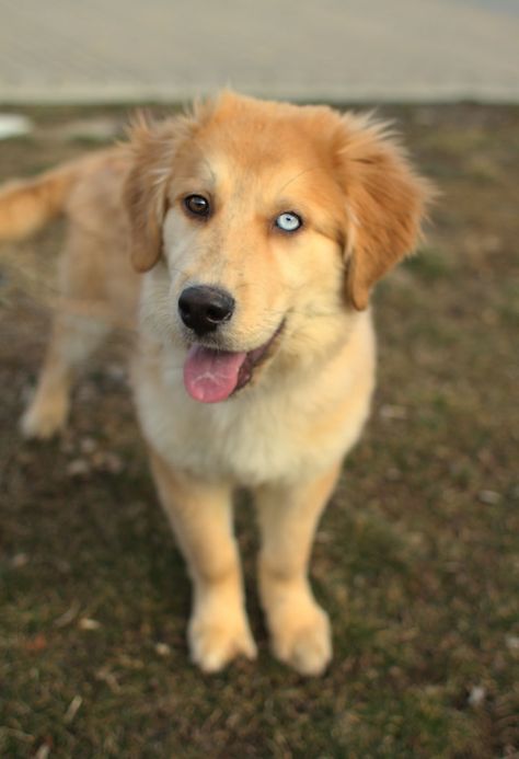 husky/golden retriever. yes please Golden Retriever Husky Mix Puppies, Golden Retriever Husky Mix, Golden Husky, Puppies Photos, Golden Retriever Husky, Golden Retriever Mix, Dog Exercise, Lovely Eyes, English Cocker Spaniel