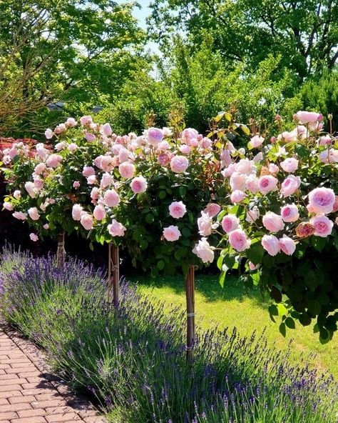 Sincerely Tennessee, Rose Garden Design, Front Garden Landscape, Lavender Garden, Secret Gardens, Rose Trees, Have Inspiration, Outdoor Gardens Design, Front Yard Garden