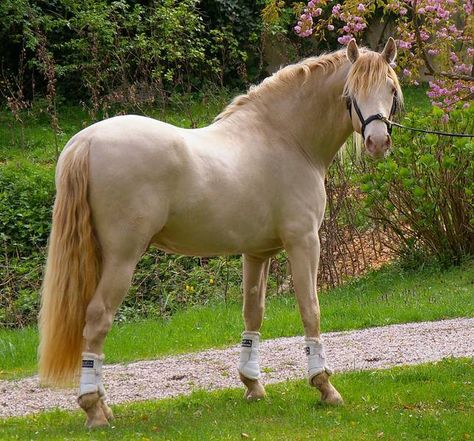 Cream Horse, Kathiyawadi Horse, Horse Breeder, Horse And Buggy, Horse Dressage, Andalusian Horse, Friesian Horse, Dressage Horses, Draft Horses