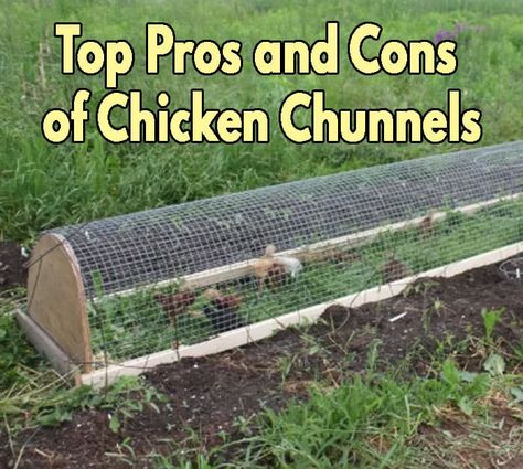 Top Pros and Cons of Chicken Chunnels Chicken Runs Around Garden, Chicken Tunnel, Chicken Tunnels, Small Chicken Coops, Backyard Chicken Coop Plans, Chicken Tractors, Diy Chicken Coop Plans, Chicken Coop Run, Chicken Tractor