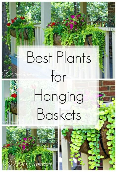 MUST PIN post for awesome curb appeal! Best flower box ideas into instant WOW! DIY flower baskets that you can make this weekend! // 3 Little Greenwoods Deck Planter Ideas, Flower Box Ideas, Hanging Plants Outdoor, Deck Planters, Porch Plants, Jardim Diy, Plants For Hanging Baskets, Flower Baskets, Hanging Flower Baskets