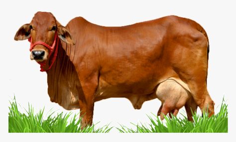 Sapi Png, Sahiwal Cow, Cow Reference, Embroidery Butti, Images Of Cows, Cow Images, Cow Photography, Budgies Bird, Cow Photos