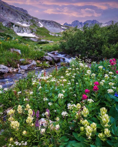 Wildflowers in Colorado. Lars Leber Photography Alpine Wildflowers, Colorado Wildflowers, Alpine Meadow, Dream Place, Crested Butte, Colorado Usa, Beautiful Locations Nature, Art References, Beautiful Nature Scenes