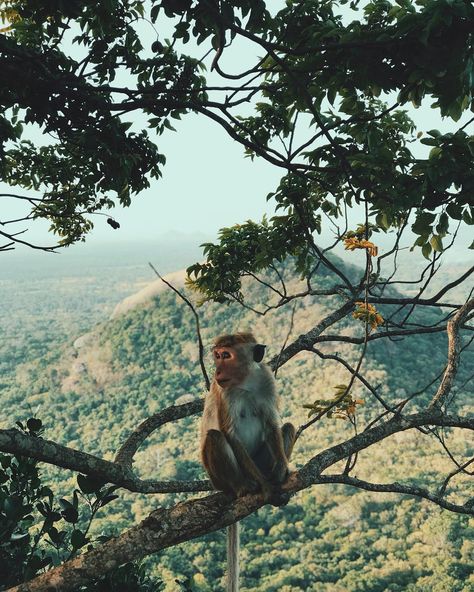 Aesthetic Monkey, Monkey Aesthetic, Biology Aesthetic, Conservation Biologist, Wildlife Biologist, Conservation Biology, Animal Conservation, Pet Monkey, In Aesthetic