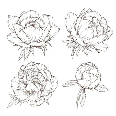 Peony Drawing, Peony Illustration, Botanical Line Drawing, Flower Line Drawings, Pen Illustration, Flower Outline, Line Art Vector, Cowgirl Art, Outline Drawings