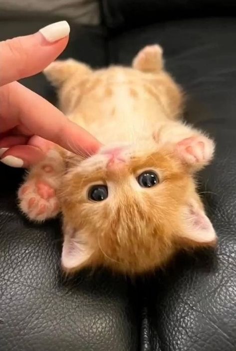 Small Kitten, A Black, Orange, Black