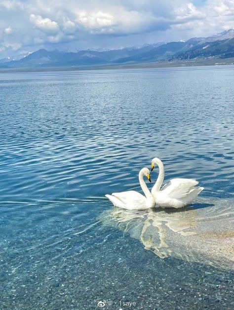 blue water white swans mountains Swans Aesthetic, Blue Aesthetic Ocean, Aesthetic Pond, Madison + Core + Aesthetic, Pond Aesthetic, Blue Cottagecore, Different Types Of Animals, Baby Blue Wallpaper, Aesthetic Ocean