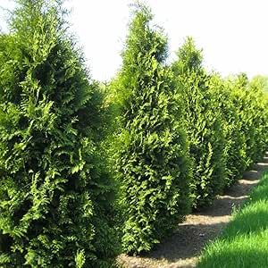 100 Seeds - American Arborvitae Tree Seeds - Giant Thuja Tree, Thuja Occidentalis - White Cedar Seeds for Planting - Swamp Eastern Thuja White Arborvitae Seeds for Home and Garden - The Rike American Arborvitae, Northern White Cedar, Arborvitae Tree, Thuja Occidentalis, Backyard Trees, Rare Roses, Conifer Trees, White Cedar, Tree Seeds