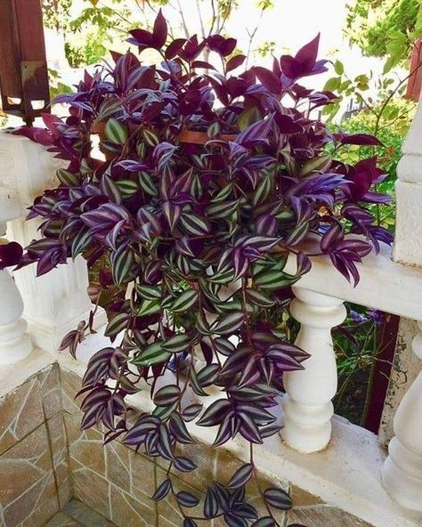 Wandering Jew Plant, Household Plants, Plant Care Houseplant, Container Gardening Flowers, Hanging Plants Indoor, Plants For Hanging Baskets, Inside Plants, Growing Plants Indoors, House Plants Decor