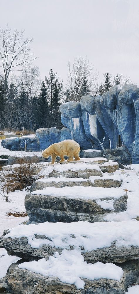 Polar Bear Enclosure, Zoo Enclosures, Bear Habitat, Zoo Ideas, Emotional Damage, Toronto Zoo, Inspiration Board Design, Ice Bears, Winter Animals