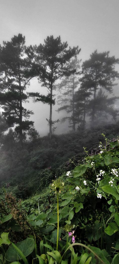 All foggy that day, since it's not a peak season. Flower Farm, That Day, Blossom Flower, Places To Go, Blossom, Natural Landmarks, Water, Travel, Nature