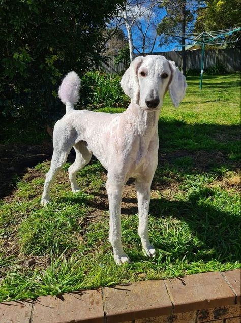 Poodle (Standard) Shaved Standard Poodle, Standard Poodle Haircut Styles Short, Standard Poodle Aesthetic, Standard Poodle Puppy Cut, Shaved Poodle, Poodle Puppy Cut, Poodle Hairstyles, Standard Poodle Haircuts, Poodle Haircuts