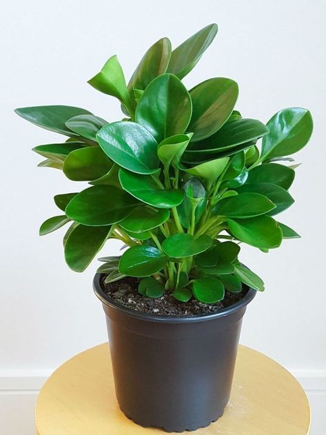 Portuguese Flowers, Non Flowering Plants, Plant Peperomia, Baby Rubber Plant, Peperomia Obtusifolia, Peperomia Plant, Tanaman Indoor, Pot Plants, Rubber Plant