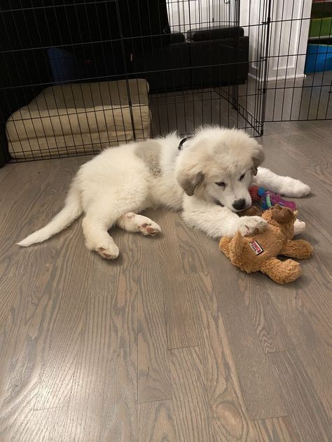 Great Pyrenees puppy Pyrenees Puppies, Great Pyrenees Puppy, Puppy Stuff, Great Pyrenees, St Bernard, Animal Photos, Bernese Mountain, Cute Animal Photos, Pyrenees