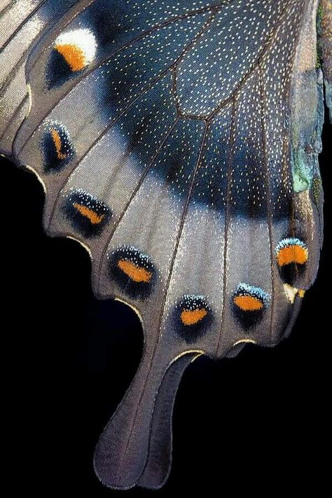 Butterfly Wings Texture, Butterfly Feather Wings, Butterflies Wings, Foto Macro, Swallowtail Butterfly, Beautiful Bugs, Butterfly Wing, Butterfly Art, Patterns In Nature