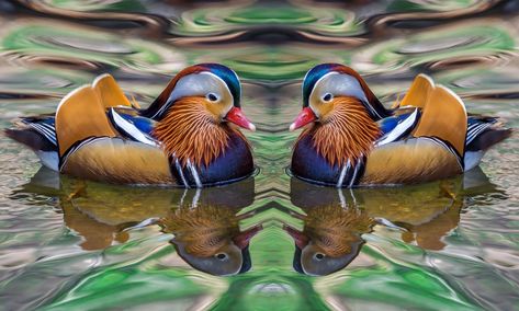 Beautiful mandarin ducks 🦆 Mandarin Ducks Couple Wallpaper, Mandarin Duck Couple Wallpaper Hd, Mandarin Ducks Wallpaper For Love, Mandarin Ducks Wallpaper, Mandarin Duck Couple Wallpaper, Mandarin Duck Couple, Birds In Nature, Endangered Birds, Bird Reference