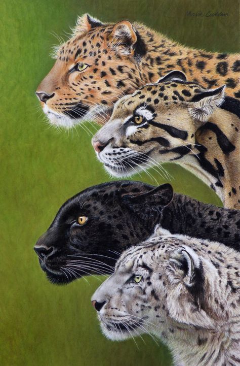 4 Leopards Pastel drawing Amur Leopard (Panthera Pardus Orientalis) Clouded Leopard (Neofelis Nebulosa) Leopard / Panther (Panthera Pardus) Snow Leopard (Panthera Uncia) Wildlife art Amur Leopard Art, Clouded Leopard Art, Amur Leopard Drawing, Clouded Leopard Drawing, Clouded Leopard Tattoo, Leopard Walking, Snow Leopard Drawing, Leopard Drawing, Leopard Painting