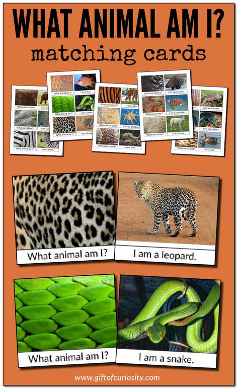 Wild Animal Kindergarten Activities, Animal Teaching Activities, Animal Prek Activities, Montessori Zoology Activities, Science Animal Activities Preschool, Zoo Animals Science Activities, Preschool Wild Animals, Wild Animals Montessori Activities, Animal Activity For Kindergarten