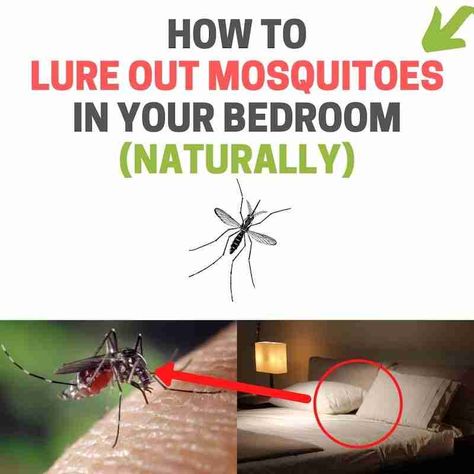 How to find hiding mosquito in your room. Mosquito Catcher Diy, Mosquito Repellent Inside Home, How To Keep Mosquitos Out Of House, Get Rid Of Mosquitos In House, How To Get Rid Of Mosquitos In The House, Mosquitos In The House, Itch Remedies, Mosquito Trap Diy, Natural Mosquito Repellant