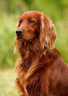 Redhead Mondays .... am I doing it right? Irish Dog Breeds, Irish Setter Puppy, Setter Puppies, Family Dogs Breeds, Irish Setter Dogs, Gordon Setter, Best Dog Breeds, Irish Setter, Family Dogs