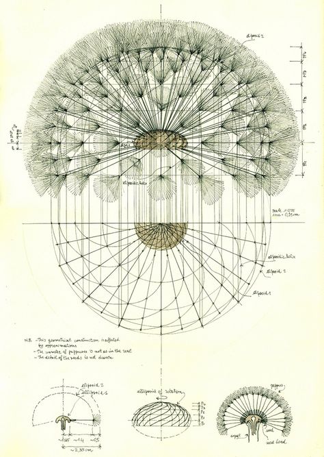 https://flic.kr/p/26PmiL6 | Dandelion structure | Study about the geometrical structure of a dandelion.  Pen on paper Dandelion Structure, Dandelion Art, White Dandelion, A Dandelion, Illustration Botanique, Geometry Art, Scientific Illustration, Guitar Pickups, Art Et Illustration