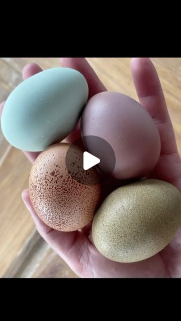 Pink Eggs, Colorful Eggs, Blue Eggs, Coloring Eggs, Chicken Eggs, Egg, Science, Chicken, Pink