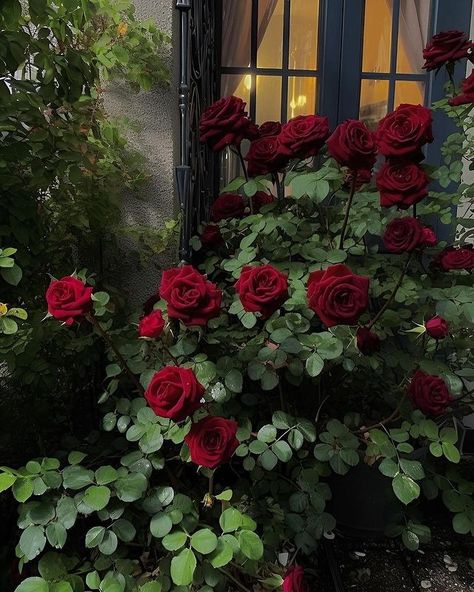 Munu | videography (@portgas_d_sarod) • Instagram photos and videos Red Roses Garden, Gothic Flowers, Dark Red Roses, Rose Aesthetic, Instagram Roses, Boquette Flowers, Rosé Aesthetic, Dark Flowers, Red Rose Flower