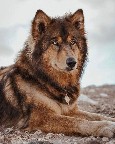 Brown Wolf, Top Of The Mountain, Wolf Photos, Pretty Dogs, Pretty Animals, Wolf Dog, Cute Wild Animals, Animal Companions, Cute Animal Photos