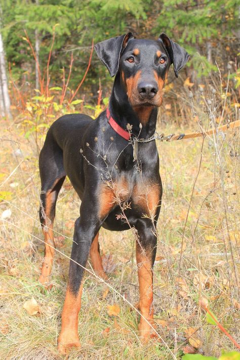 Doberman Pinscher Natural Ears, Merle Chihuahua, Doberman Puppies, Doberman Pinscher Puppy, Doberman Love, Doberman Pinscher Dog, Doberman Puppy, Doberman Dogs, Blue Merle