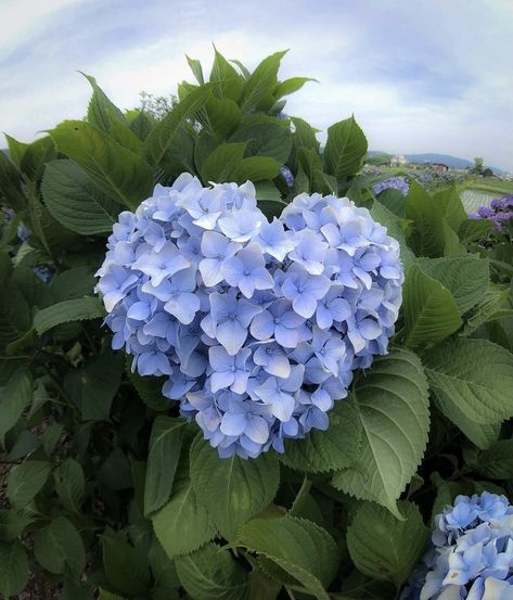 Spring Phone Wallpaper, Spring Iphone Wallpaper, Blue Collage, Blue Hydrangea Flowers, Wallpaper Aesthetics, Blue Hydrangeas, Nothing But Flowers, Spring Wallpaper, Flower Therapy