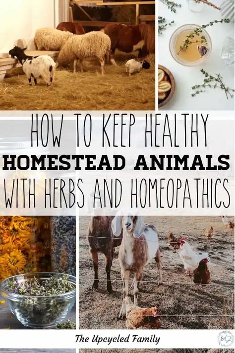 Herbs For Animals, Animals For Homesteading, Best Homestead Animals, Natural Animals, Raising Livestock, Livestock Shelter, Homestead Animals, Homesteading Animals, Hobby Farming