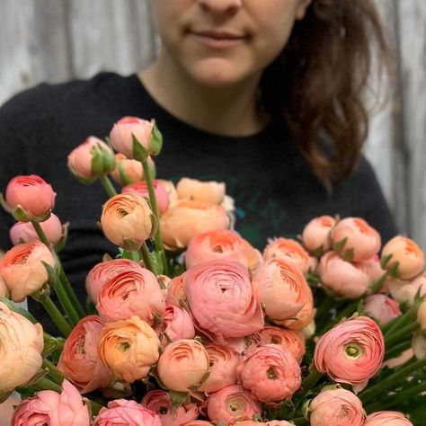 Carolina Flowers on Instagram: "Salmon is here! We harvested a nice big armload yesterday, just in time for Easter. This color ranunculus is one of everybody’s all time favorites. Me included.

You can find ranunculus in the “farm bunches” section of our website — or hit that little search symbol and search ranunculus!

Should I make a ranunculus section? 😂

Ranunculus are temperamental, difficult to grow on a production scale. One of those Goldilocks flowers that likes everything just right. We’ve been through many iterations of planting and tending over the years, and what we’ve discovered is, they just need more everything — except standing water.

We prepare them their princess-and-the-pea bed — lots of compost, elevated, incredibly well draining. We give them more space than other fl Types Of Ranunculus, Search Symbol, I Feel Sick, Apricot Ranunculus, Raniculas Ranunculus, Ranunculus Yellow, Pink Butterfly Ranunculus, Flower Varieties, Ranunculus