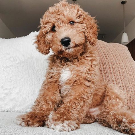 Top 7 Low Energy Hypoallergenic Dogs That Don't Shed - We Love Doodles Hypoallergenic Dogs, Low Energy, Shed, Energy, Bed, Dogs, White