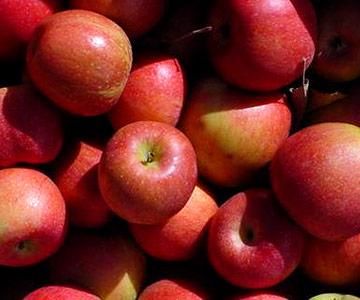 12 Great Apples for Baking - MidwestLiving.com Apples For Baking, Baking Apples, Cooking Apples, Pie Pictures, Best Apples For Baking, Dessert Cookbooks, Apple Varieties, Apple Dessert Recipes, Midwest Living