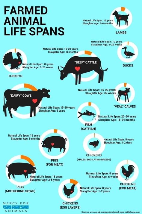 Raising Farm Animals, Farm Plans, Livestock Farming, Homestead Farm, Farm Sanctuary, Animal Activism, Future Farms, Factory Farming, Beef Cattle