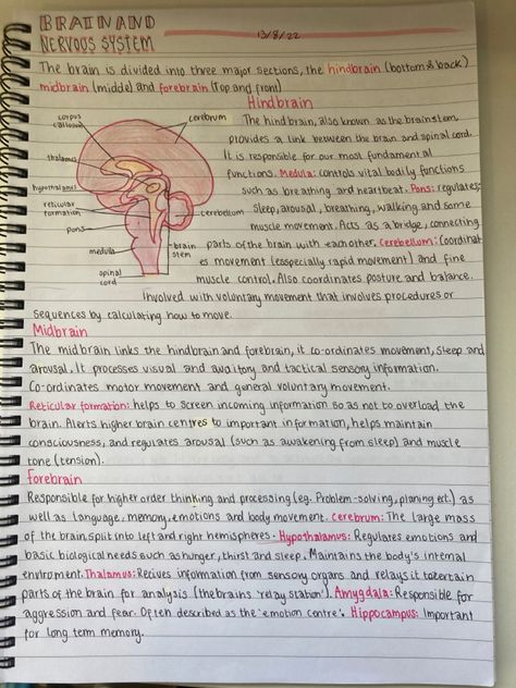 Neurosurgeon Study Notes, Human Nervous System Notes, Neurosurgeon Notes, Human Body Systems Notes, Human Brain Notes, Brain Notes Aesthetic, Nervous System Notes Aesthetic, Nuero Science, Med Student Notes