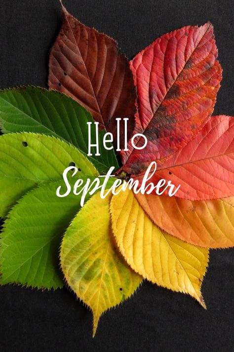 Welcome September Images, Hello September Quotes, Hello Fall Quotes, Hello September Images, New Month Wishes, September Images, September Quotes, Free Fall Wallpaper, Neuer Monat