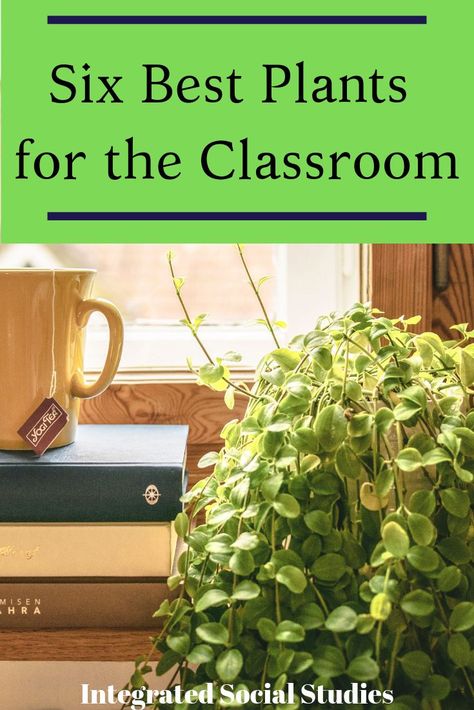 Plants are great air purifiers and help create a fun and lively ambience in your classroom. But which plants are best for busy teachers and will thrive in low-light classrooms? Check out the six best plants for your classroom on my blog. #tpt #tptblogs #teacherspayteachers #plants #houseplants #plantsintheclassroom #greenthumb #lowlightplants Classroom Plants, History Classroom Decorations, High School History Classroom, School Diy Ideas, Plants Classroom, Science Classroom Decorations, Biology Classroom, High School History, History Classroom