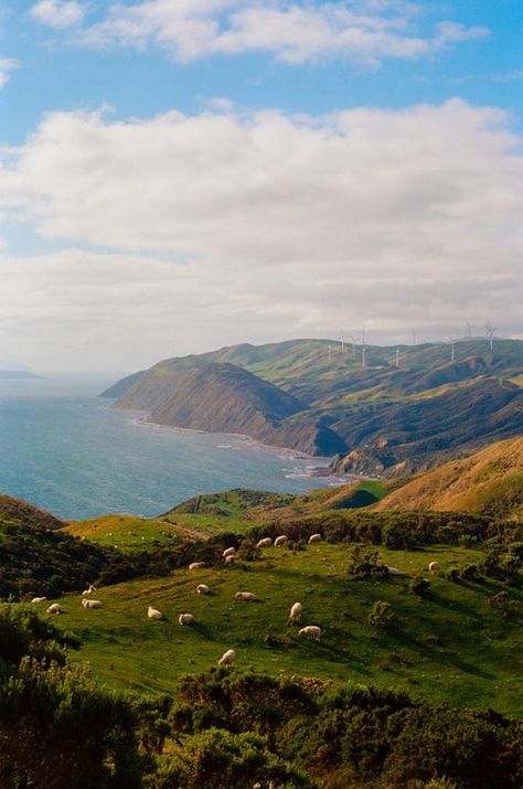 Ae-1 Canon, Canon Ae1 Pictures, Traveling New Zealand, New Zealand Film Photography, Canon Ae 1 Photography, Farm Photography Landscape, Film Nature Photography, Canon Ae1 Photography, Canon Ae 1 Photos